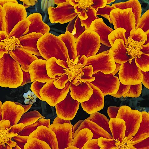 French Marigold Flower Garden Seeds Durango Series Flame 1000 Seeds Annual Flower