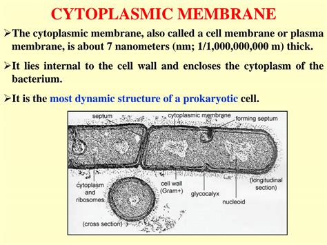 SOLUTION: Bacterial cell membrane - Studypool