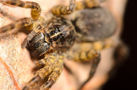 Wolf Spider 库存图片 图片 包括有 五颜六色 蠕动 蜘蛛纲的动物 野生生物 敌意 密林 39934057