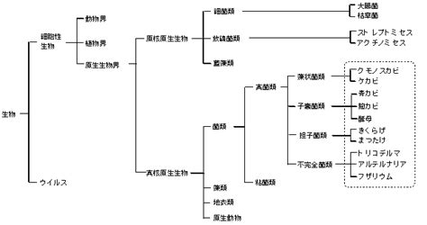 菌類について