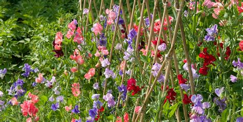 Sweet Pea Flower When To Sow Sweet Peas And Best Varieties