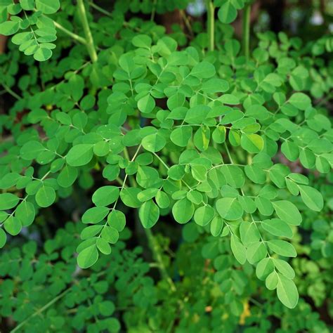 Moringa Oleifera Leaves