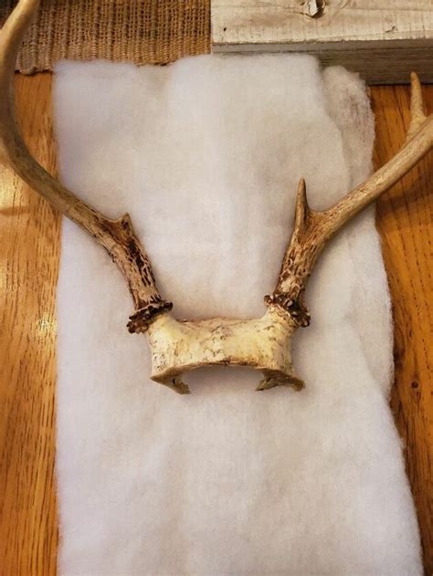 How to Make a DIY Fabric Covered Antler Mount | Hometalk