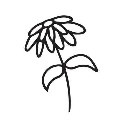 Doodle Aster Flower 27287582 Vector Art At Vecteezy