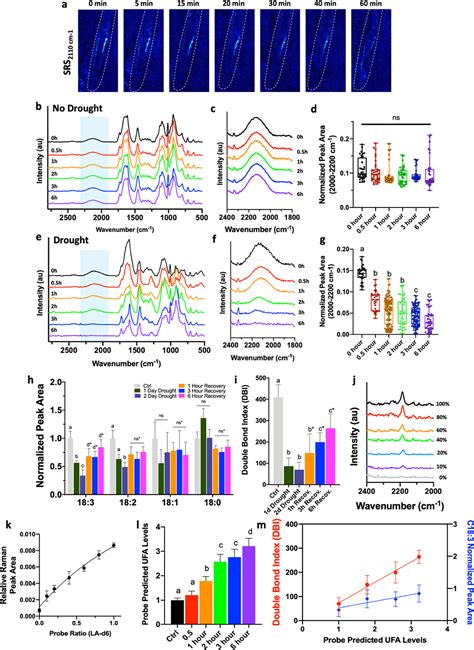 Deuterium And Alkyne Based Bioorthogonal Raman Probes For In Situ