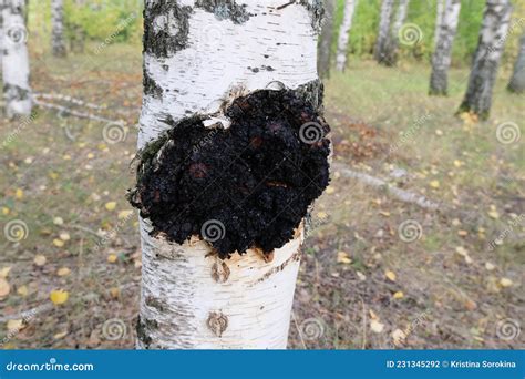 Hongos Chaga En Un Tronco De Abedul En El Bosque Foto De Archivo