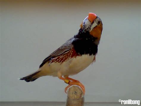 Bb Ng Blackbreast Normal Grey Zebra Finch Recessive Ronlibang