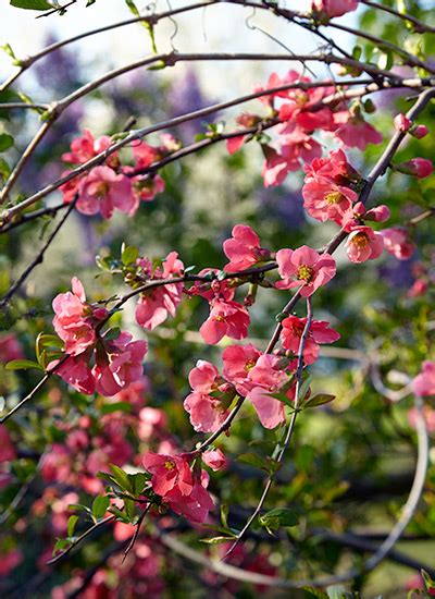 Spring-blooming shrubs | Garden Gate