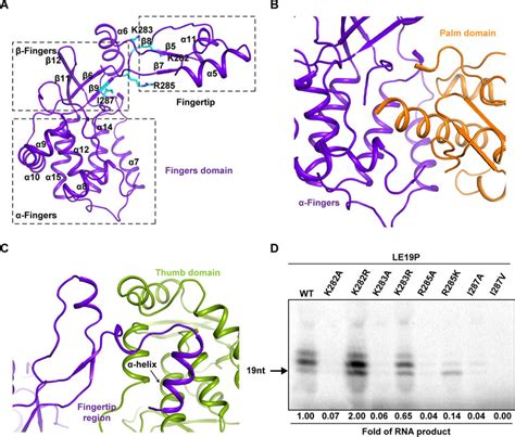 Structure Of The CSFV NS5B Finger Domain A The Finger Domain Can Be