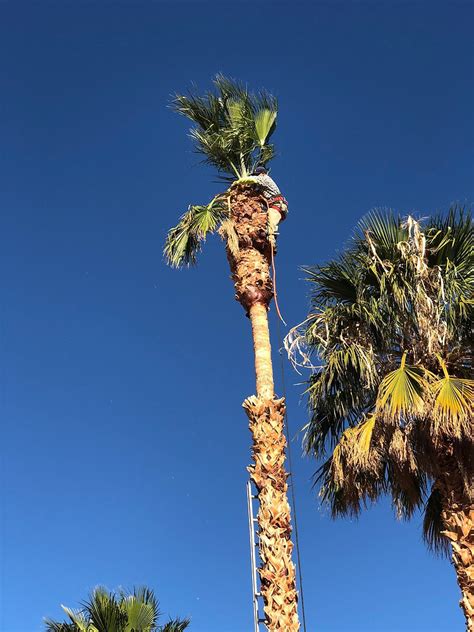 Palm Tree Trimming and Removal: The Things To Know