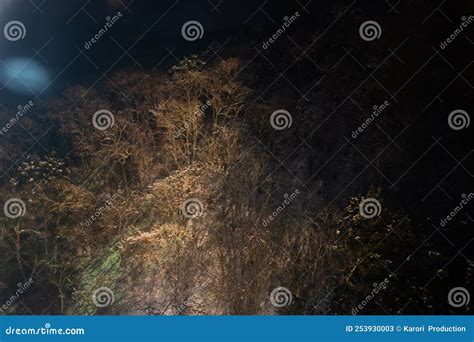 Deep Mountains And Forests With Snow At Night In Japan Stock Image