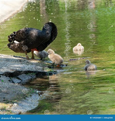 Cisnes Pretas Seus Pintainhos Imagem De Stock Imagem De Plumagem