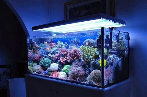 Разновидность морских аквариумов: искусственный, смешанный (с ...