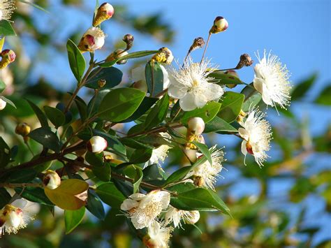 COMMON MYRTLE - echte Myrte (Myrtus Communis)