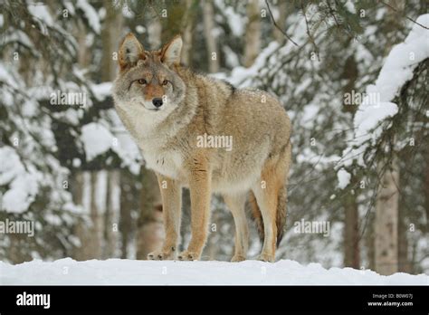 Coyote Standing In Snow Canis Latrans Stock Photo Alamy