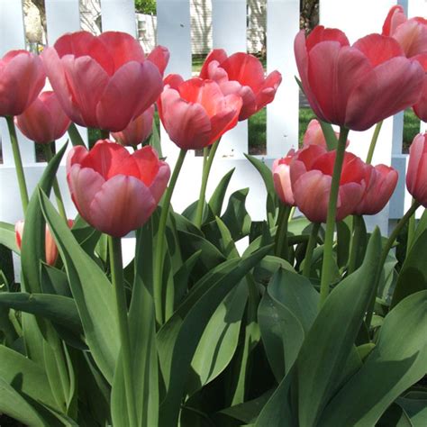 Pink Tulips 25 Bulbs Tulip Town Bulb Company