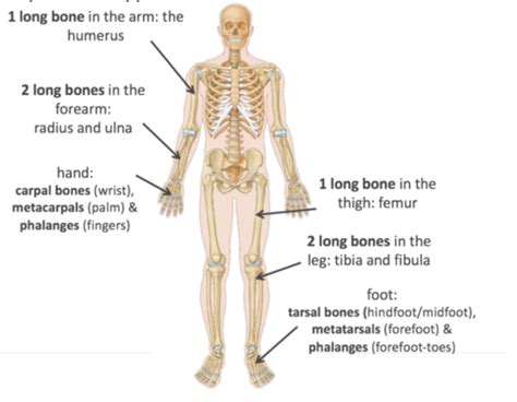 Skeletal System Flashcards Quizlet