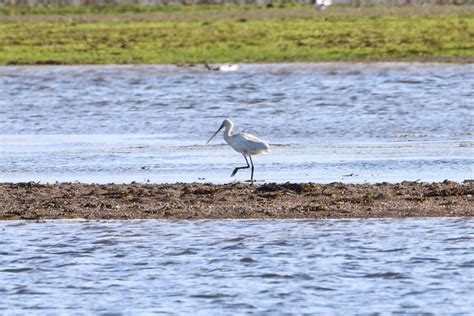 Spoonbill Montrose Basin Species Database