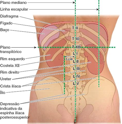 Rins Anatomia Papel E Caneta