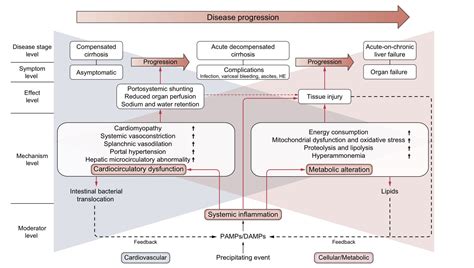 Keith Siau On Twitter Pathophysiology Of Decompensated Cirrhosis