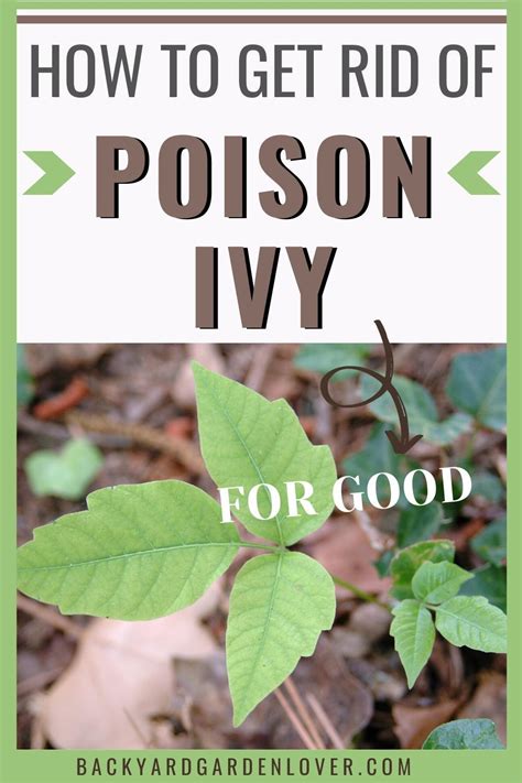 How To Remove Poison Ivy From Garden How To Get Rid Of Poison Ivy 17 Tips And Recipes To