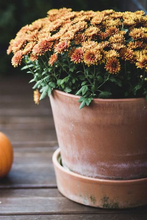 12 Best Fall Flowers For Pots Best Fall Container Plants