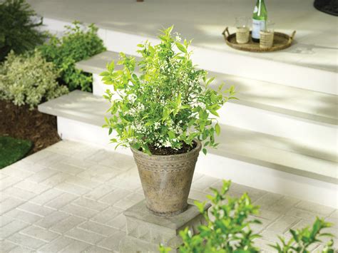 Chardonnay Pearls® Deutzia | Plant Addicts