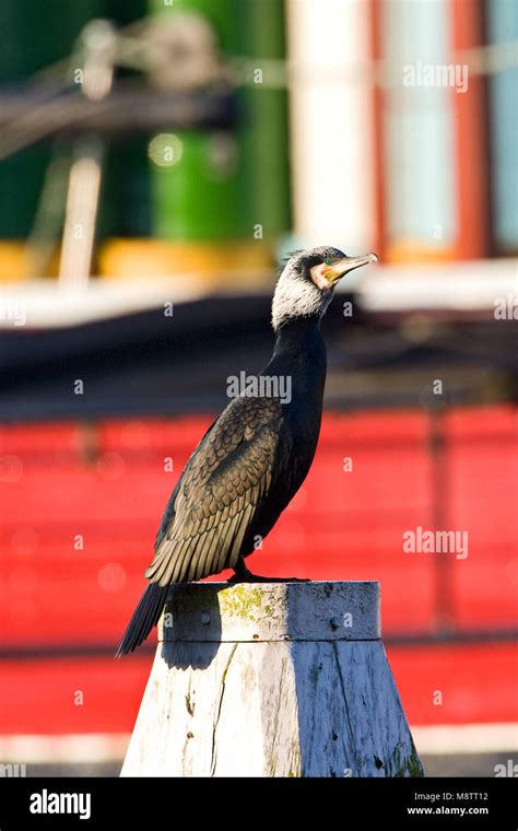 The Great Cormorant Hi Res Stock Photography And Images Alamy