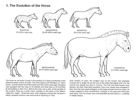 The Evolution of the Horse