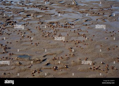 Fiddler Crabs Gambia Stock Photo Alamy