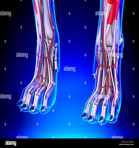Les pattes avant du chien avec l anatomie du système circulatoire Photo