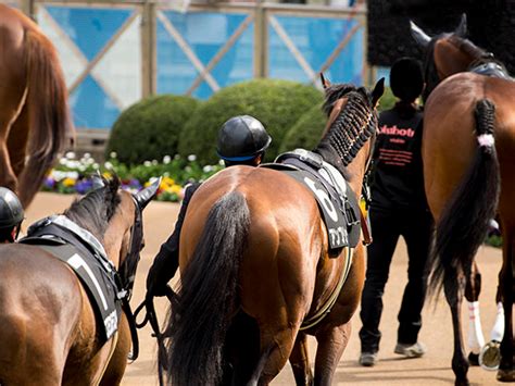 【パドックの見方】競馬初心者でもすぐ実践できる見方と抑えておくべきポイントを解説します。 的中データラボ 競馬予想 血統、調教、データ