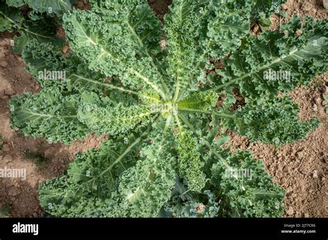 Cultivo de coles fotografías e imágenes de alta resolución Alamy