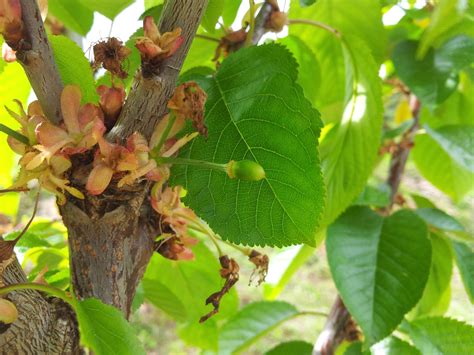 Resumen de 17 artículos como germinar un hueso de cereza actualizado