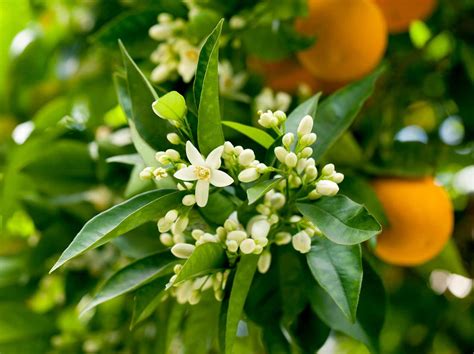 7 árboles Con Flores Blancas Plantateca