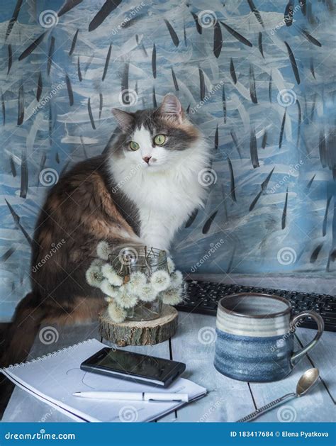 A Young Fluffy Cat Is Sitting On The Table A Set Of Spreads For Online