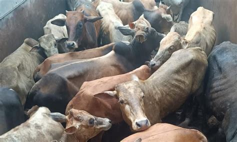 Two Cattle Smugglers Arrested From Assam Meghalaya Border