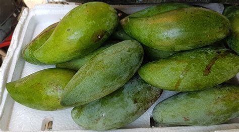 Early Season Mango Varieties List Of Mango Cultivars Wikipedia Rich