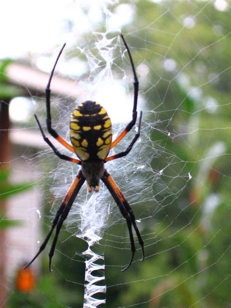 Backyard Friends Are Spiders Smithsonian Photo Contest Smithsonian