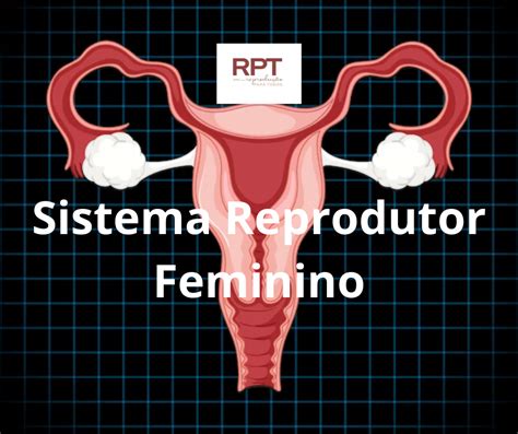 Sistema Reprodutor Feminino Programa Rpt Reprodução Para Todos