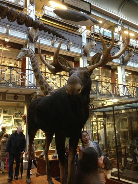 The National Museum Of Ireland Natural History National Museum