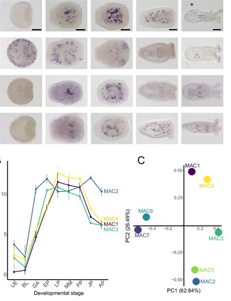 Spatiotemporal Expression Of Macpf Encoding Genes In Nematostella A