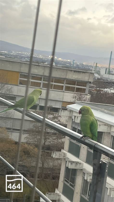 Fliegende Besucher Biebesheim Am Rheinkilometer 464