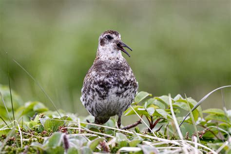 Alaska Birding Tours Alaska Birdwatching Tours Birdquest