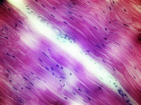 Cardiac Muscle Photograph By John Griffin University Of Queensland