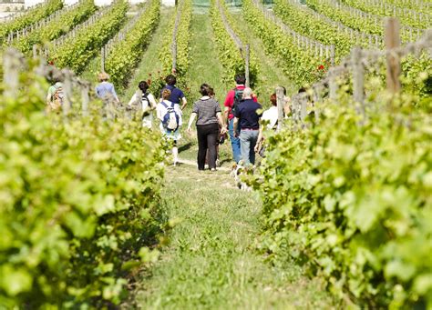 Festival Del Franciacorta In Cantina Degustazioni E Tour Tra Arte