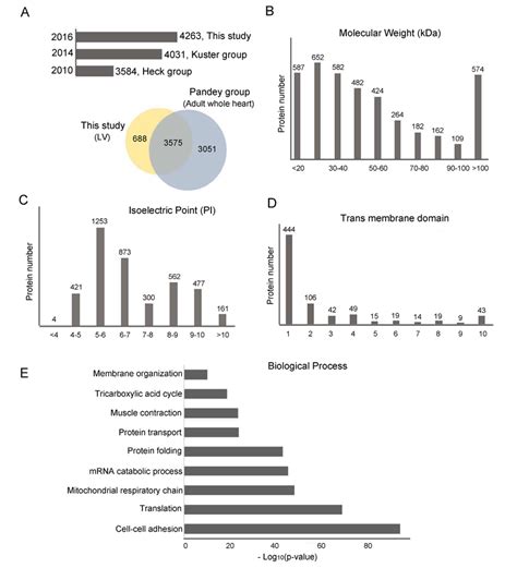 Physico Chemical And Biological Function Analyses Of Lv Proteome A