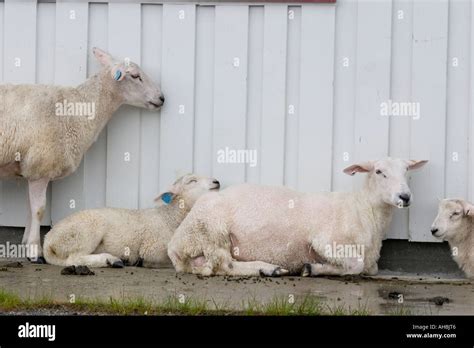 Flock Of Fat Tailed Sheep Seeking Shelter Rain Hi Res Stock Photography