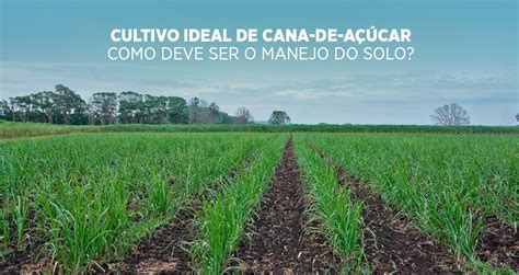 Cultivo Da Cana De Acucar - Cultivo ideal de cana-de-açúcar: como deve ser o manejo do solo ...