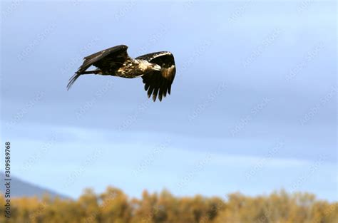 Five years old female of Spanish Imperial Eagle flying With the first ...